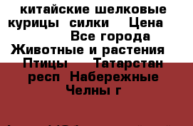 китайские шелковые курицы (силки) › Цена ­ 2 500 - Все города Животные и растения » Птицы   . Татарстан респ.,Набережные Челны г.